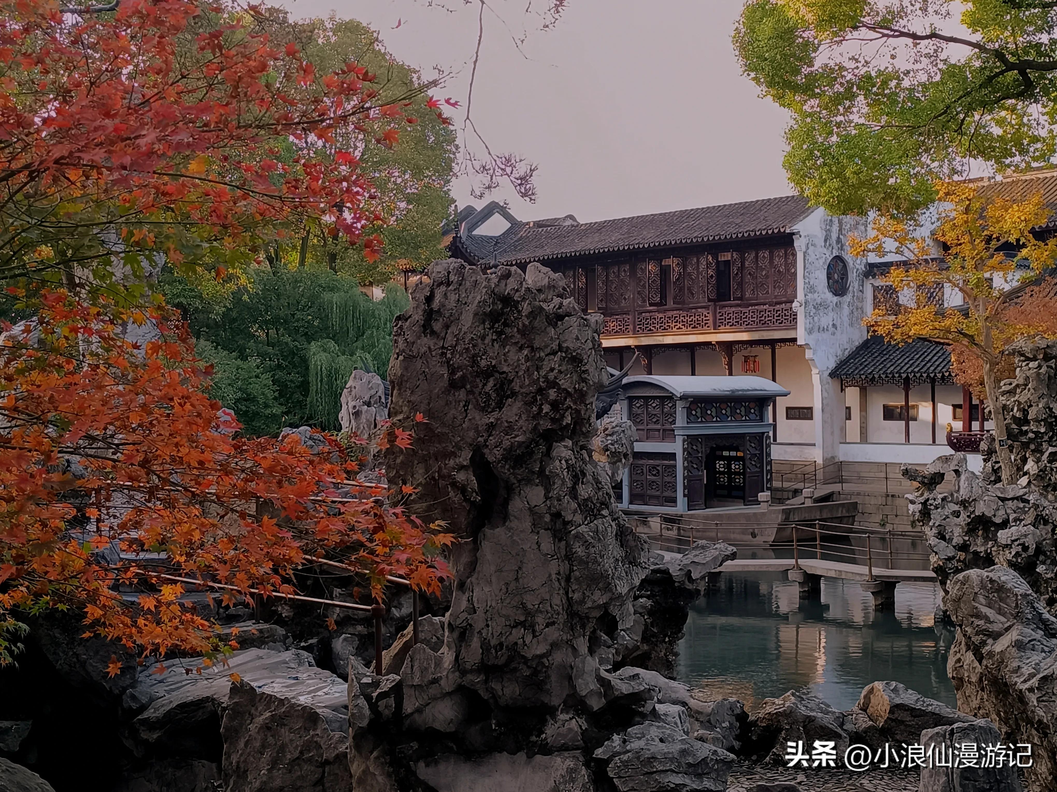 苏州庭院日本红枫,苏州园林夕阳下的红枫