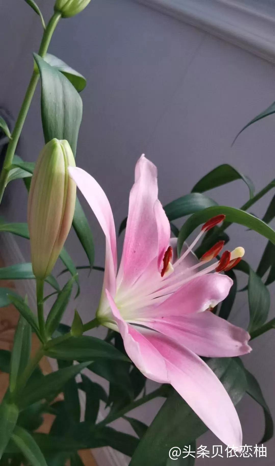 香水百合是室内花吗,满屋飘香的香水百合