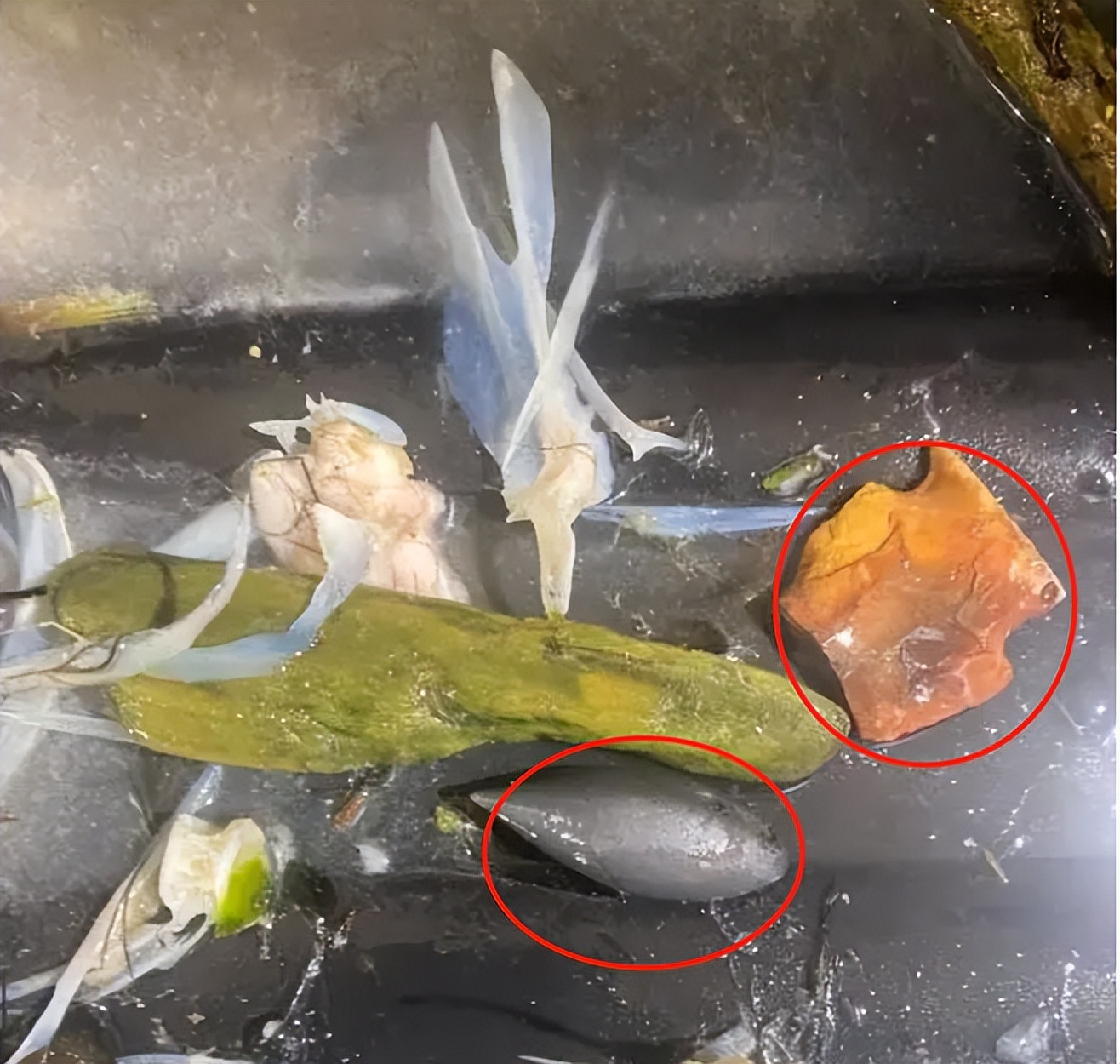 文胸、高尔夫、炮弹、珍珠、*物文**，盘点这些从动物肚里发现的东西