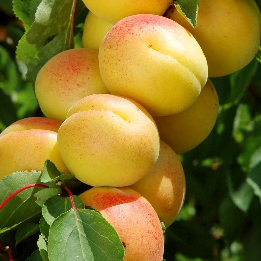 几月最适合吃什么水果,最适合七月吃的水果是什么