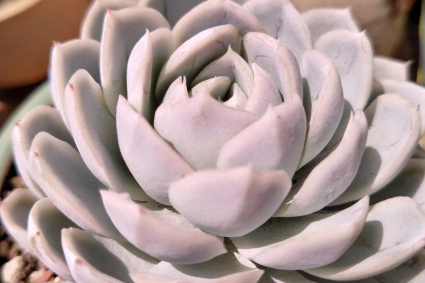 月影系最好养的多肉,月影系多肉最好养的品种