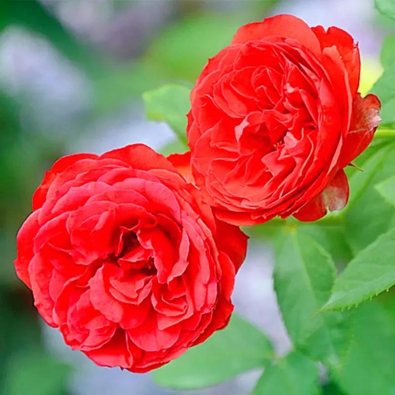 我爱月季花完整版,我爱月季花300字作文