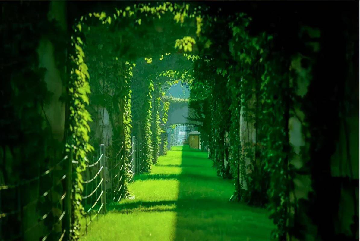 为什么在高架桥上种爬山虎?有什么妙用,不会破坏桥体吗?