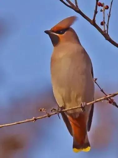 太平鸟图片大鸟,太平鸟图片大全高清壁纸