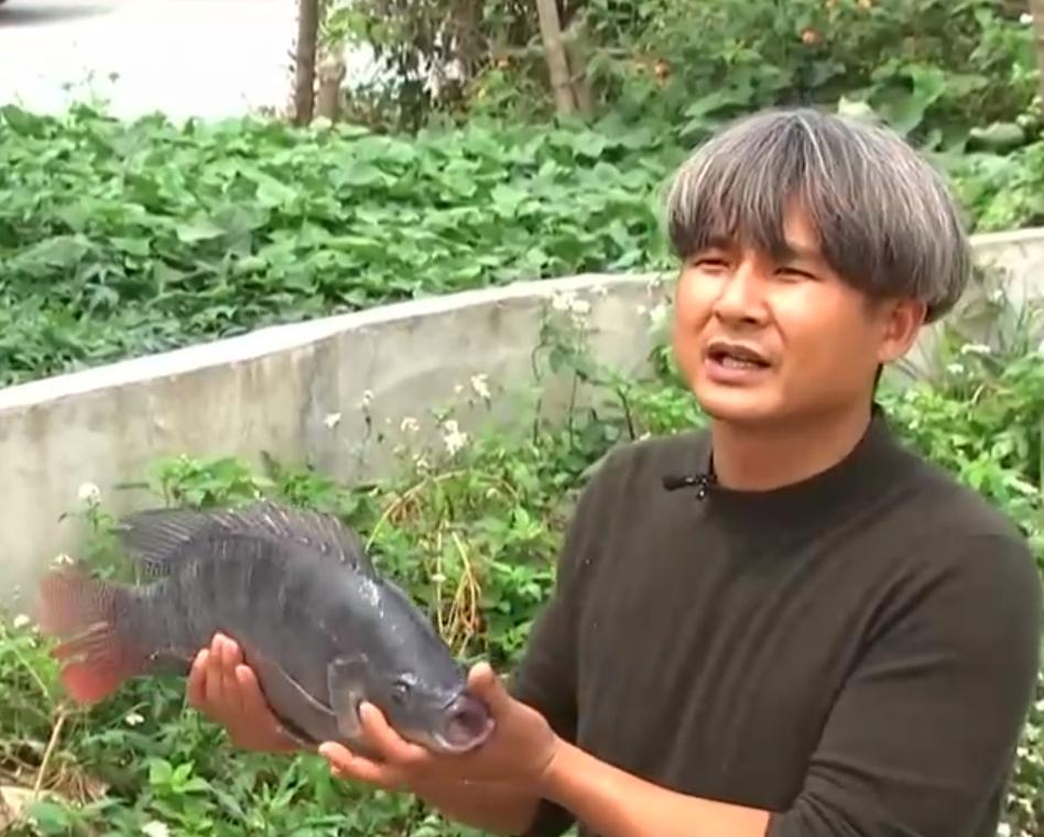 养殖罗非鱼一年赚500万,凤台县大棚养殖罗非鱼