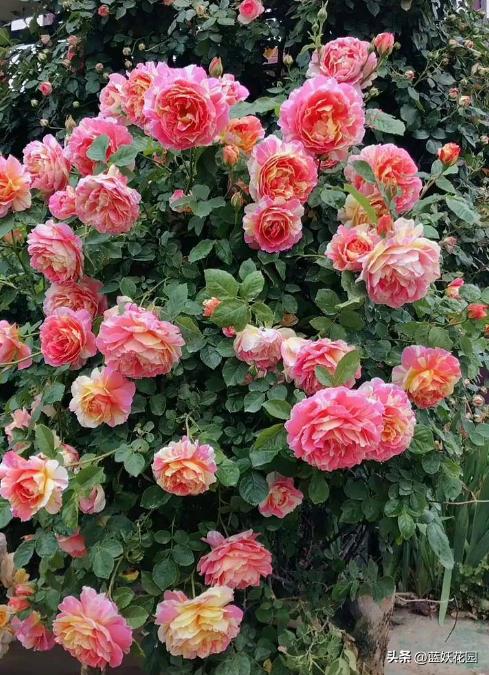 耐开耐晒的藤本月季有哪些,夏季都有哪些耐晒的月季品种