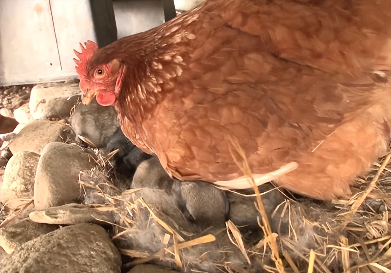 大爷家兔子生了崽,却放着娃不管到处跑,小兔子还被母鸡收养了?