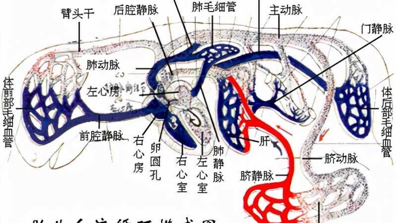 儿童肺动脉轻度狭窄怎么回事,儿童肺动脉闭塞的治疗方法