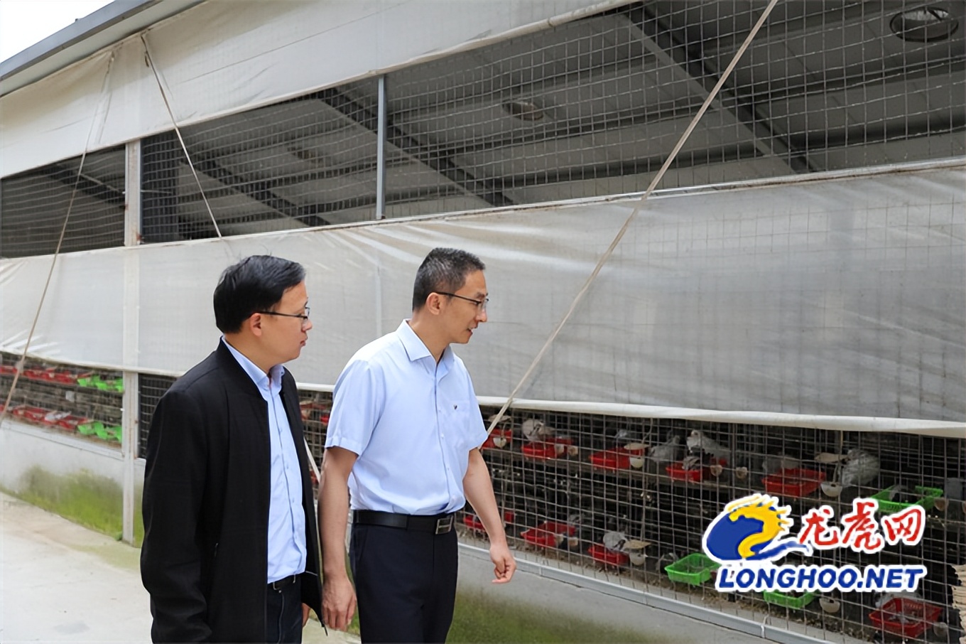 小鸽子大产业致富路,小鸽子铺就致富路