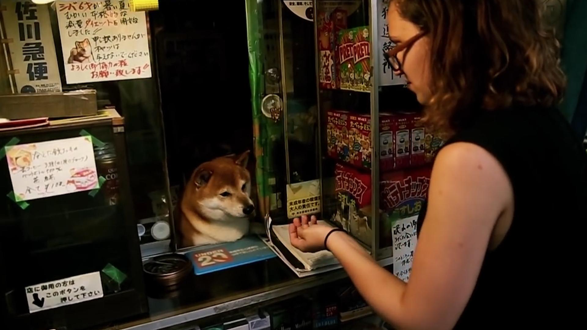 柴犬当便利店店员,柴犬开便利店视频
