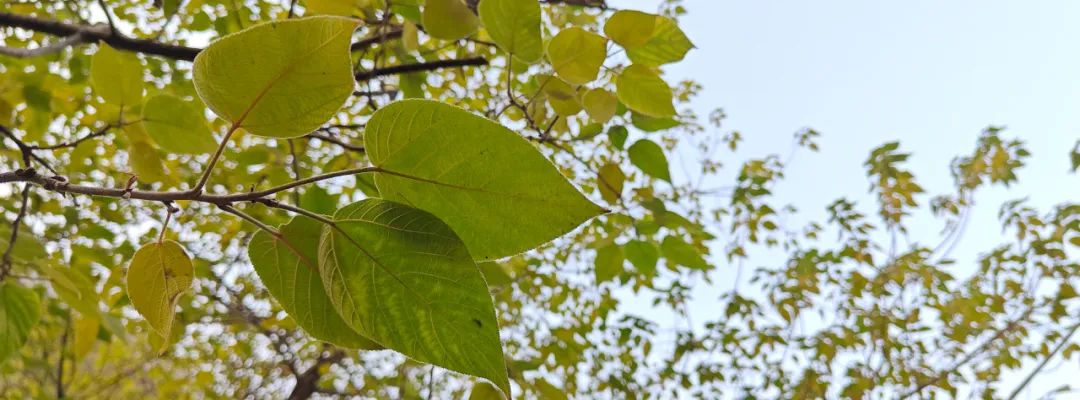 一加11拍照到底怎么样最新评测,一加11拍照远摄表现