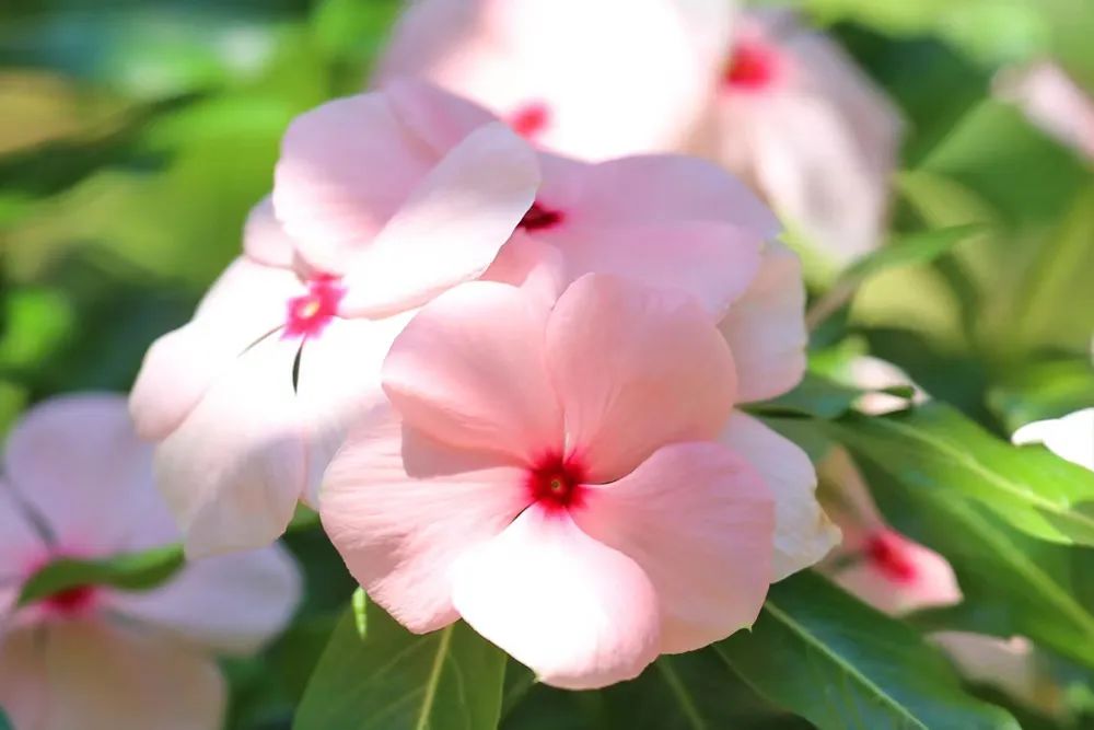 适合夏天养的7种花越晒开花越旺,阳台高温如何养墨兰