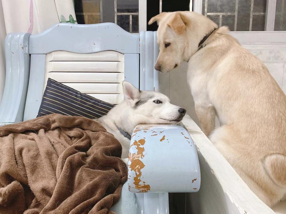 我家狗狗吐黄水怎么治,我家狗狗舌头特别长