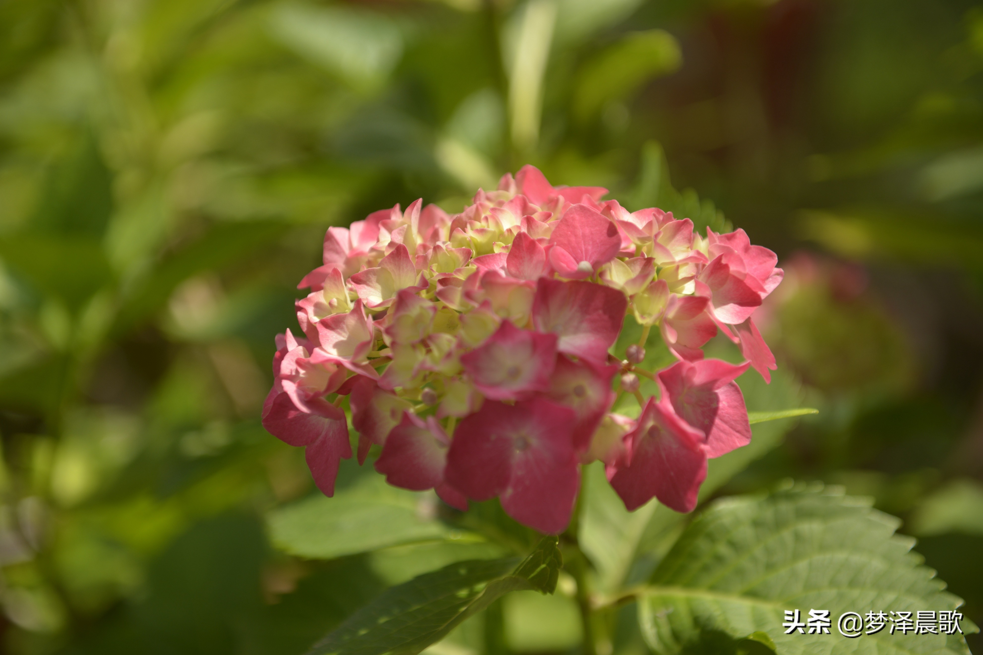绣球花季不可错过的风景,满山遍野绣球花开惹人醉
