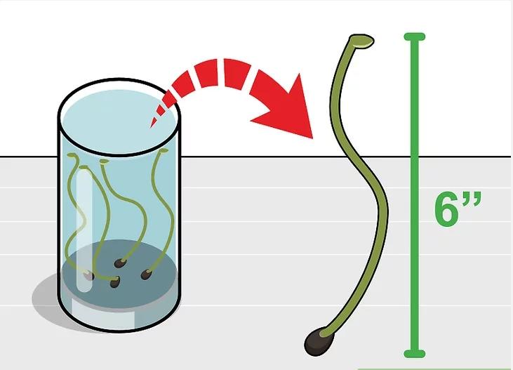怎么种植莲花盆栽,如何种植莲花芋头