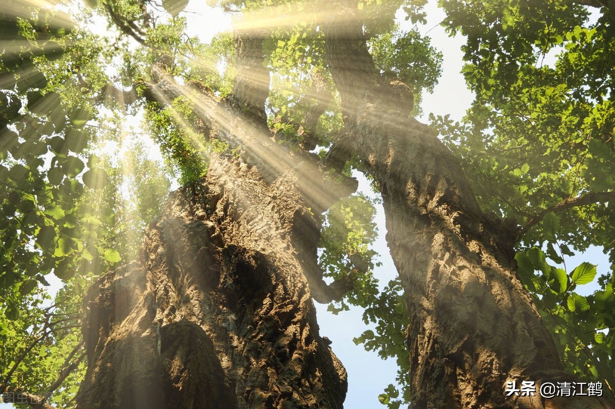 杨树发芽生了带壳小虫,杨树刚发芽就枯萎用什么药灌