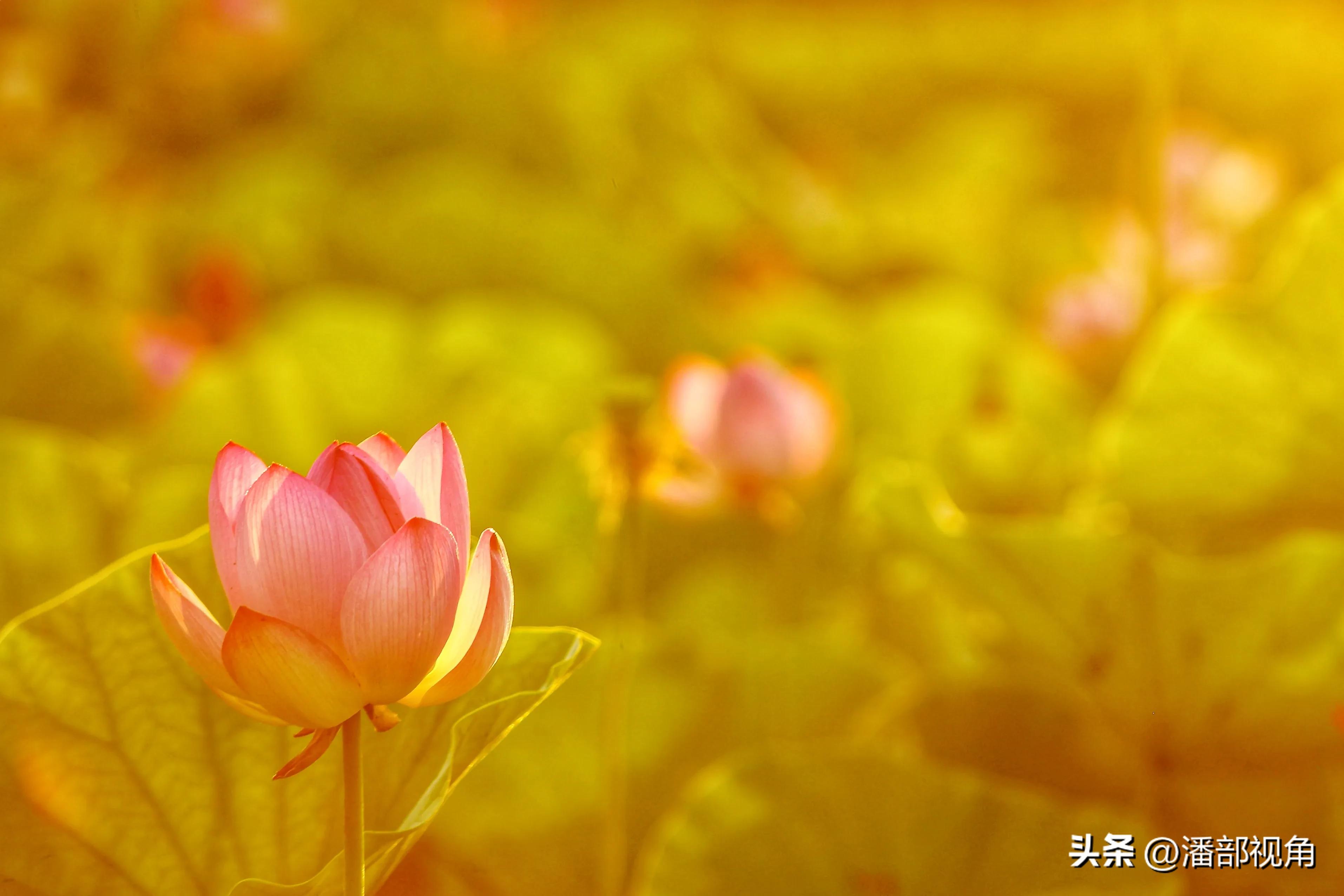 无锡七月底哪里的荷花开了,无锡太湖荷花开了吗