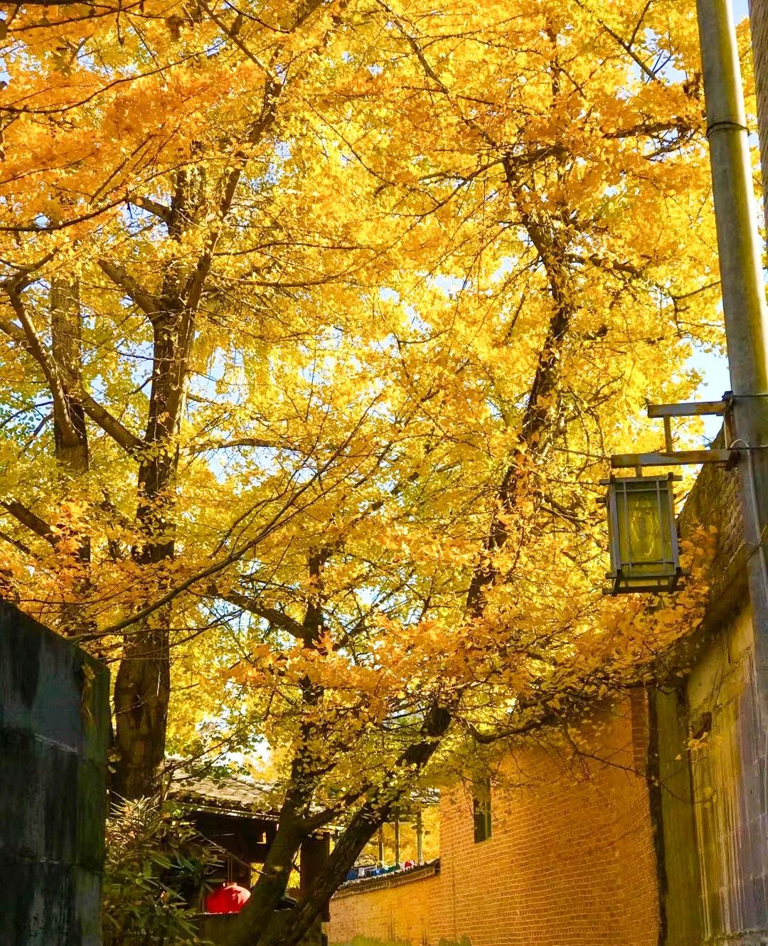 银杏谷泡温泉的地方,广东冬天赏银杏泡温泉