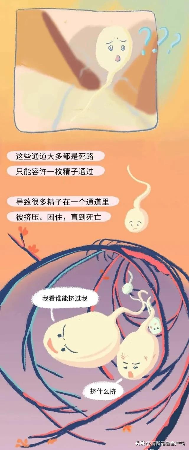 漫画专题丨这就是精子进入女性体内的全过程,太神奇了