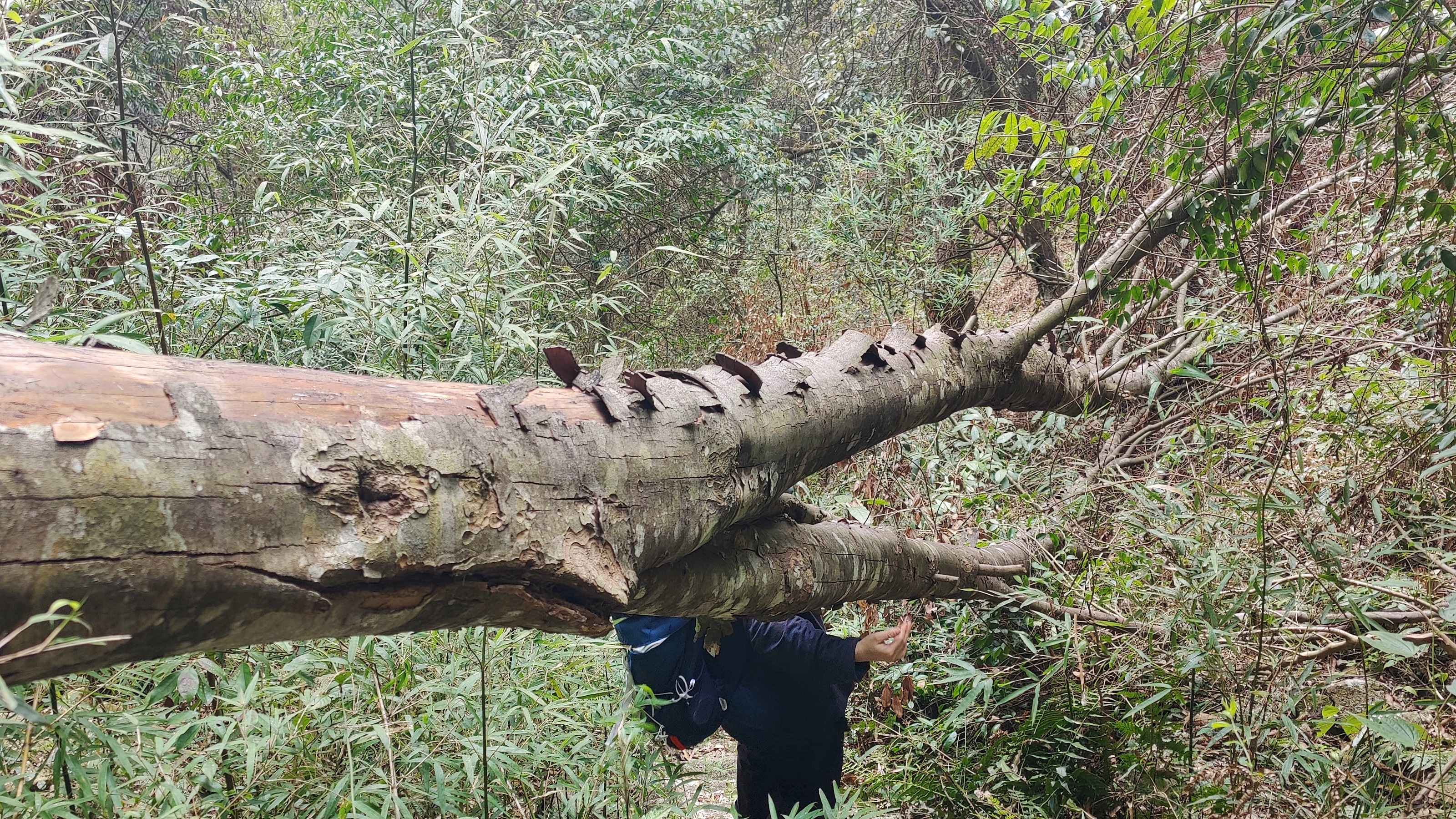 徒步三叠井森林公园，拥抱采兰溪，走进大自然