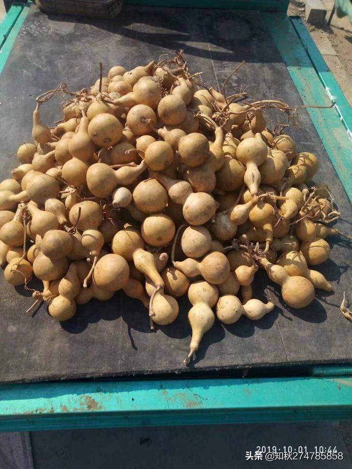 小时候的丫丫,丫丫葫芦图片