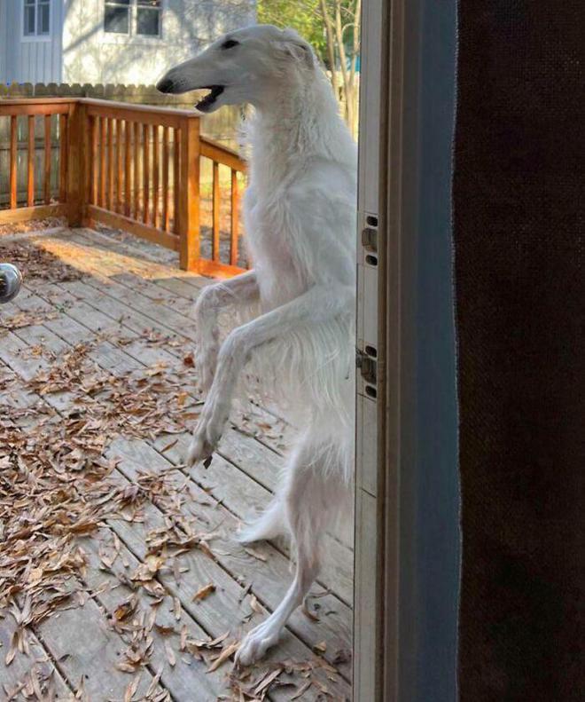 一身反骨的狗狗也有温柔的一面,天生反骨狗狗