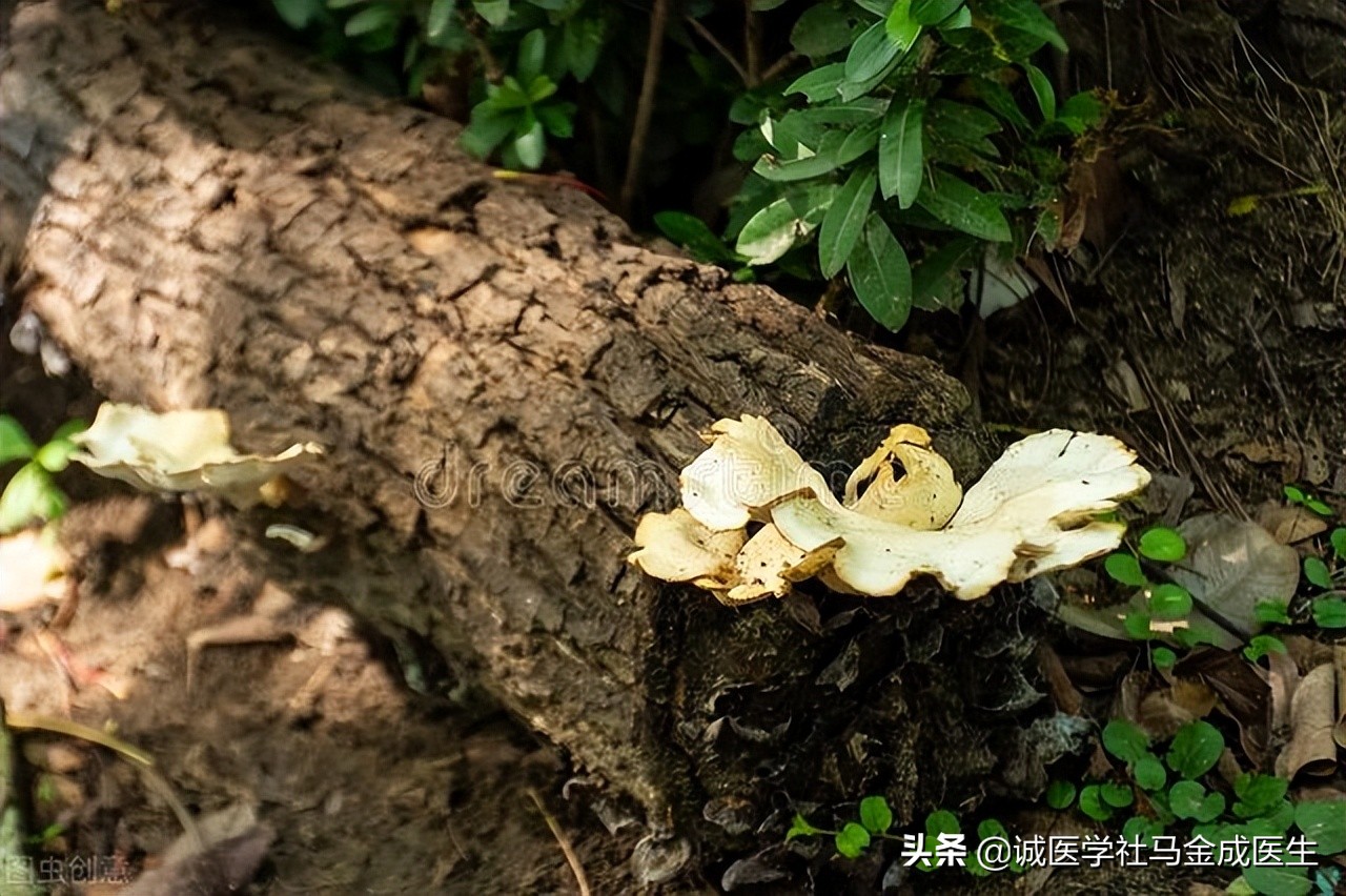 阴囊潮湿?介绍一剂四味药,助你清热祛湿,让你无湿清清爽爽