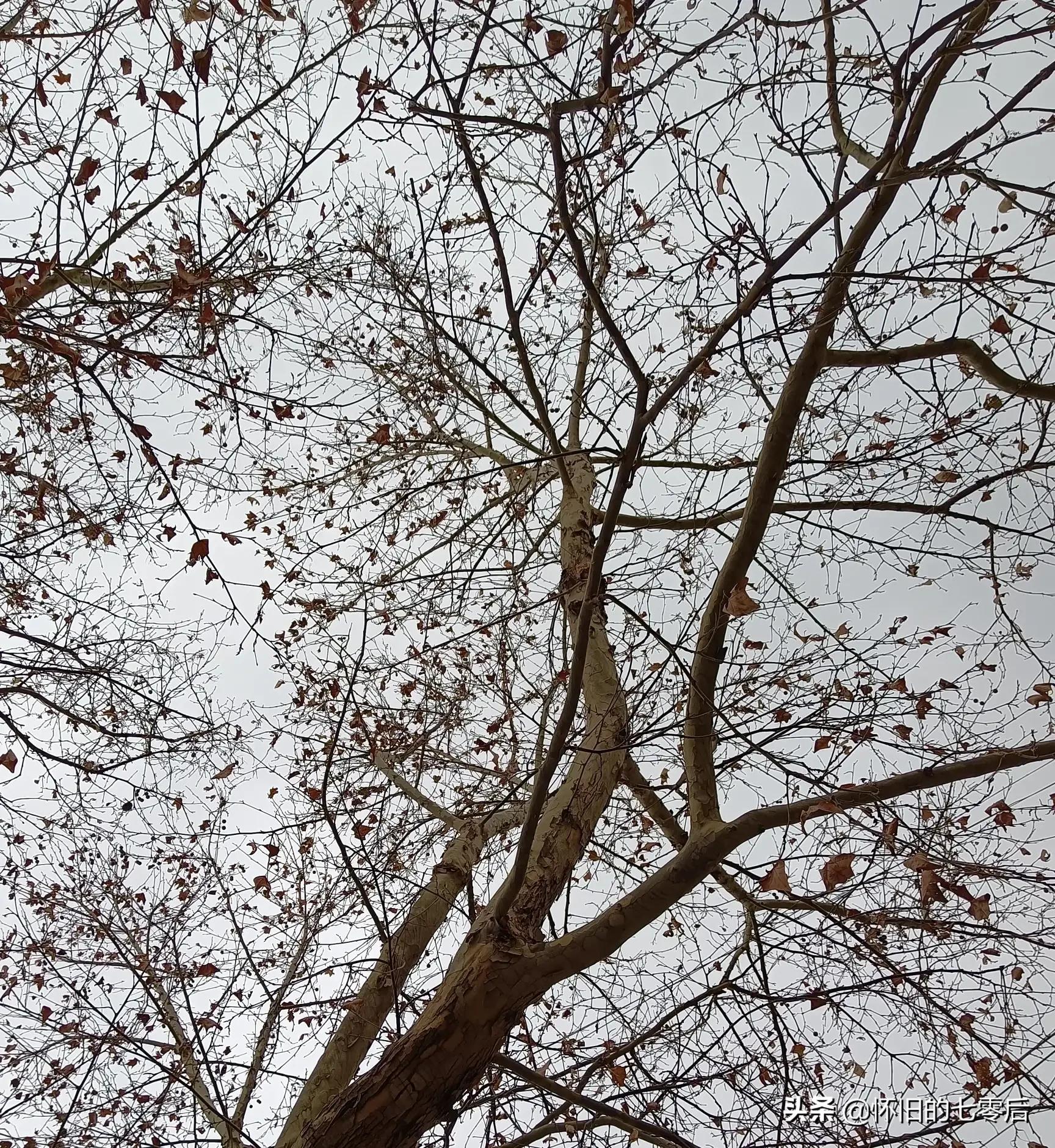 一件风雪衣,万千情意;两行伶俐齿,丧命根苗