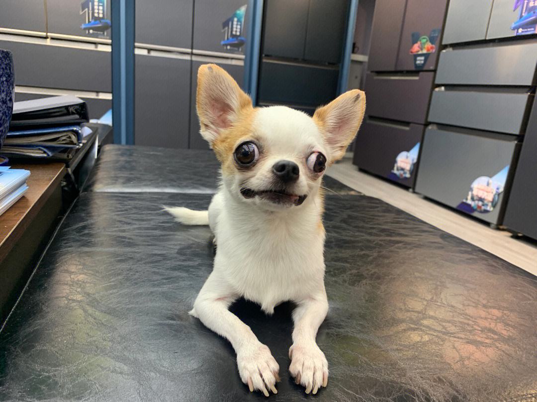 最不臭的狗,什么宠物狗不臭好养