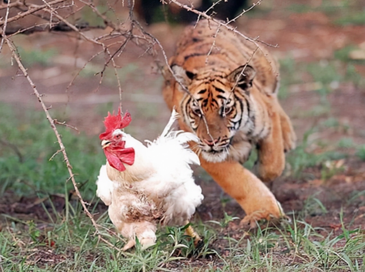 狮子vs老虎谁才是猫科之王,狮子vs老虎谁会是真正的王者