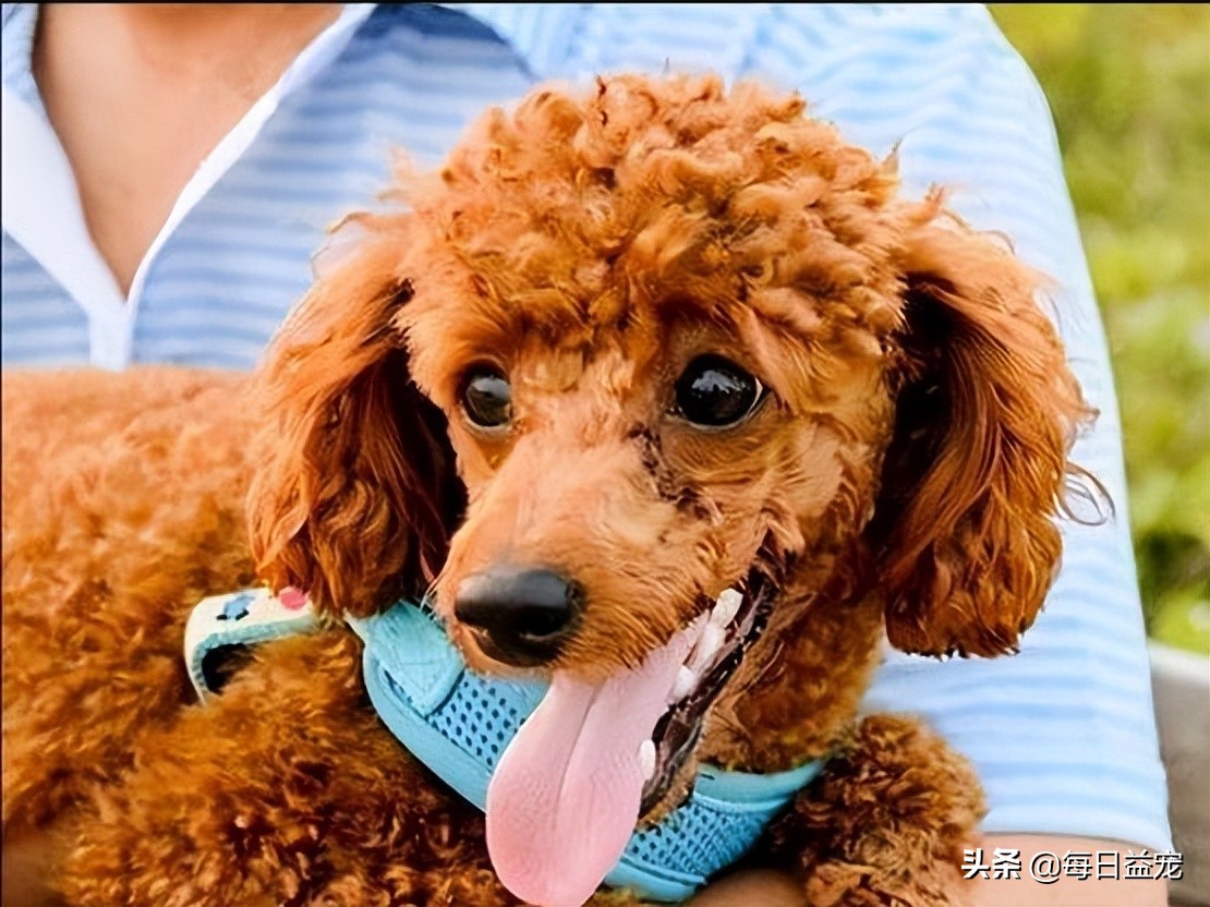 泰迪犬舔人脸是什么意思呀,泰迪犬十大心机