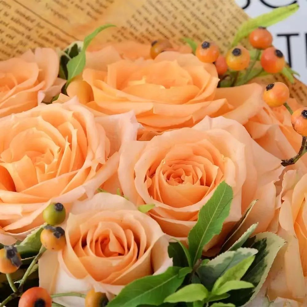 假日公主月季视频,假日公主月季好种吗