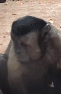 鎾炶劯鏂硅劯鐚村瓙鐨勫コ缃戠孩,鏂硅劯鐚村瓙妯′豢浜虹殑琛ㄦ儏