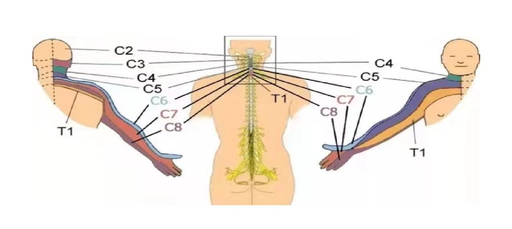 睡觉手指麻木醒来又恢复,手指麻木的最快解决办法