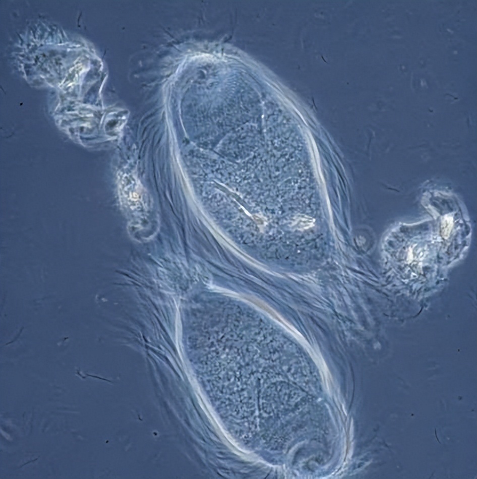 非洲硬舌异口尼罗河的日粮广度变化：对物种保护和水产养殖的影响