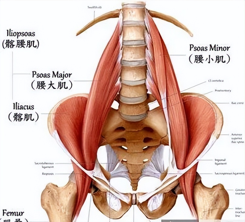 学大猩猩爬行能治腰疼吗,怎样爬行治腰疼
