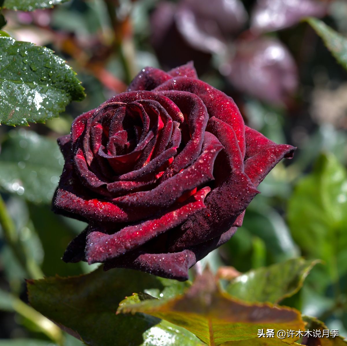 秋天月季雨水多月季会不会烂根,月季雨季长白粉怎么办