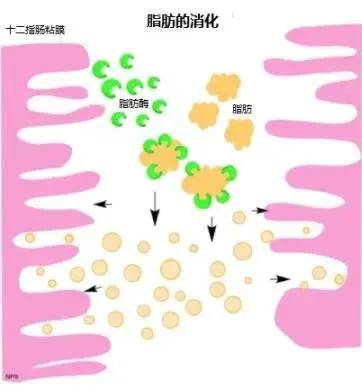 爆笑！得了甲流错吃*肥药减**，网友:吃了这药放的每个屁都不能信任