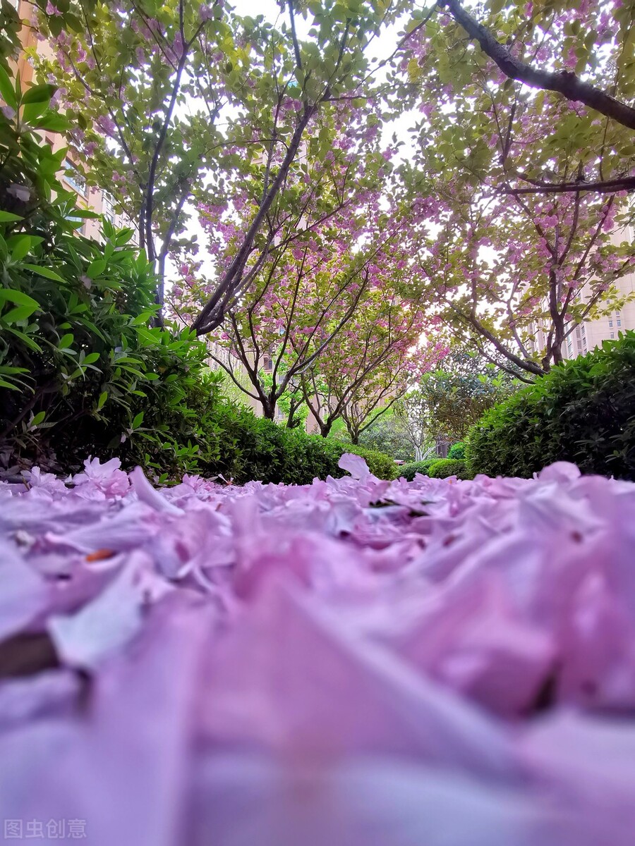 梦里花落知多少三毛散文,梦里花落知多少散文欣赏