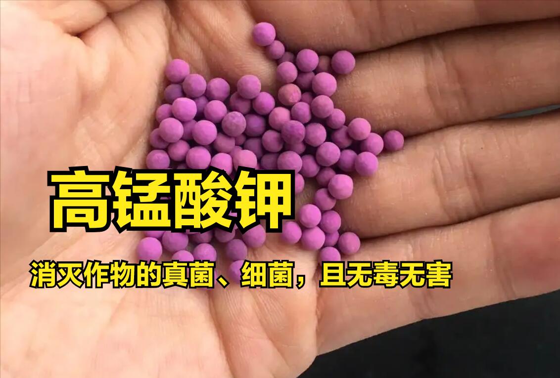 高锰酸钾对细菌病害有用吗,3%高锰酸钾