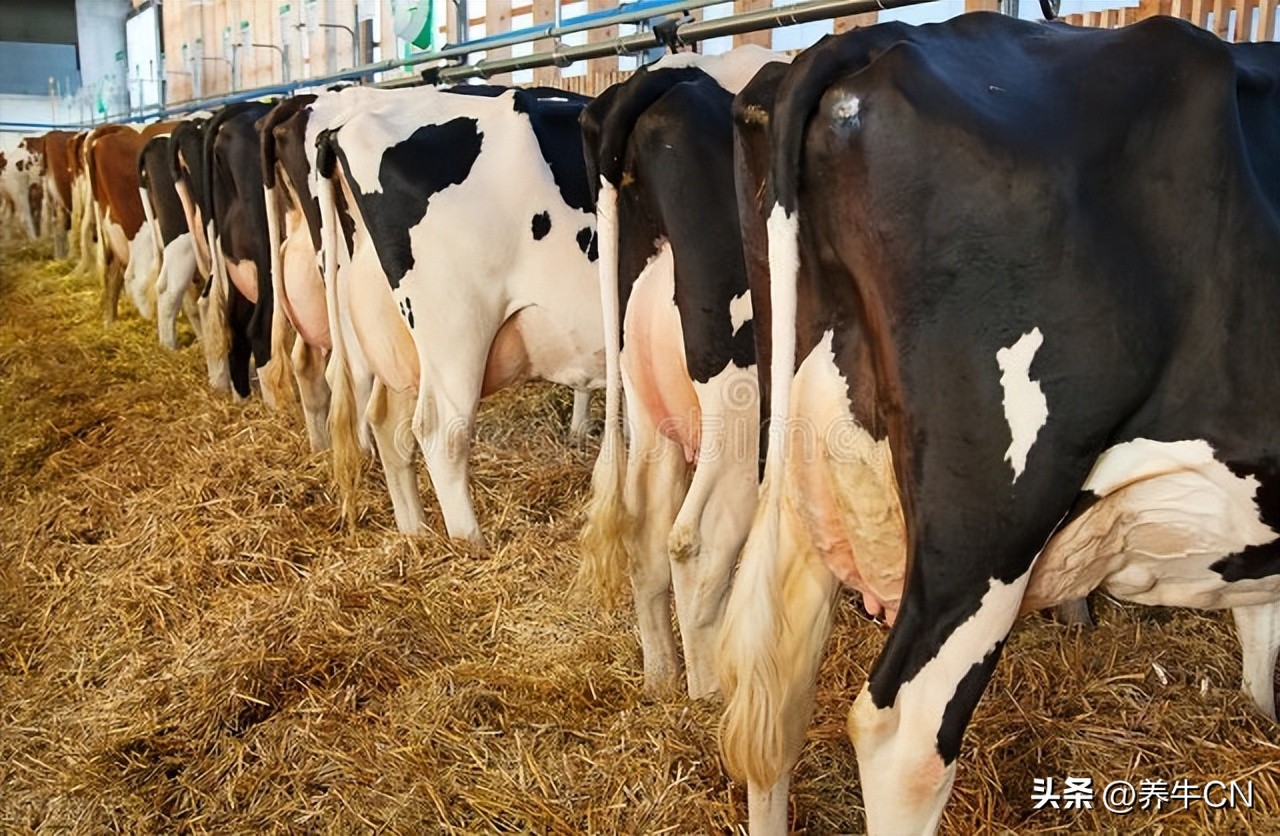 提高配种效率的关键措施