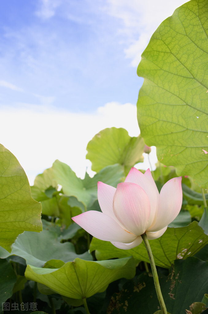 荷花图片禅意荷花,最美意境荷花图片大全