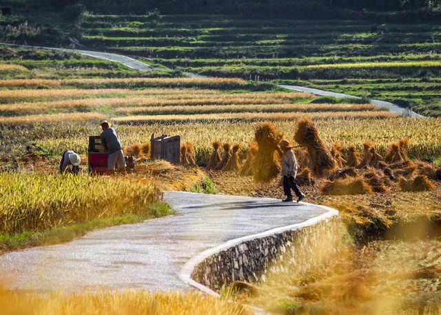 中央财政对实际种粮农民补助,中央拨款100亿补贴种粮农民解析