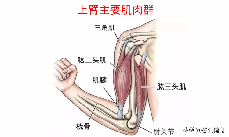 打篮球必练的提升上肢力量的训练,女性上肢力量训练100个动作