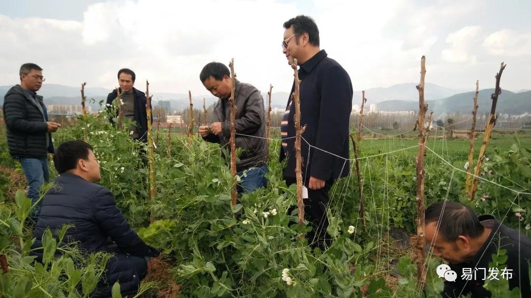 易门农业种植,易门豌豆种子