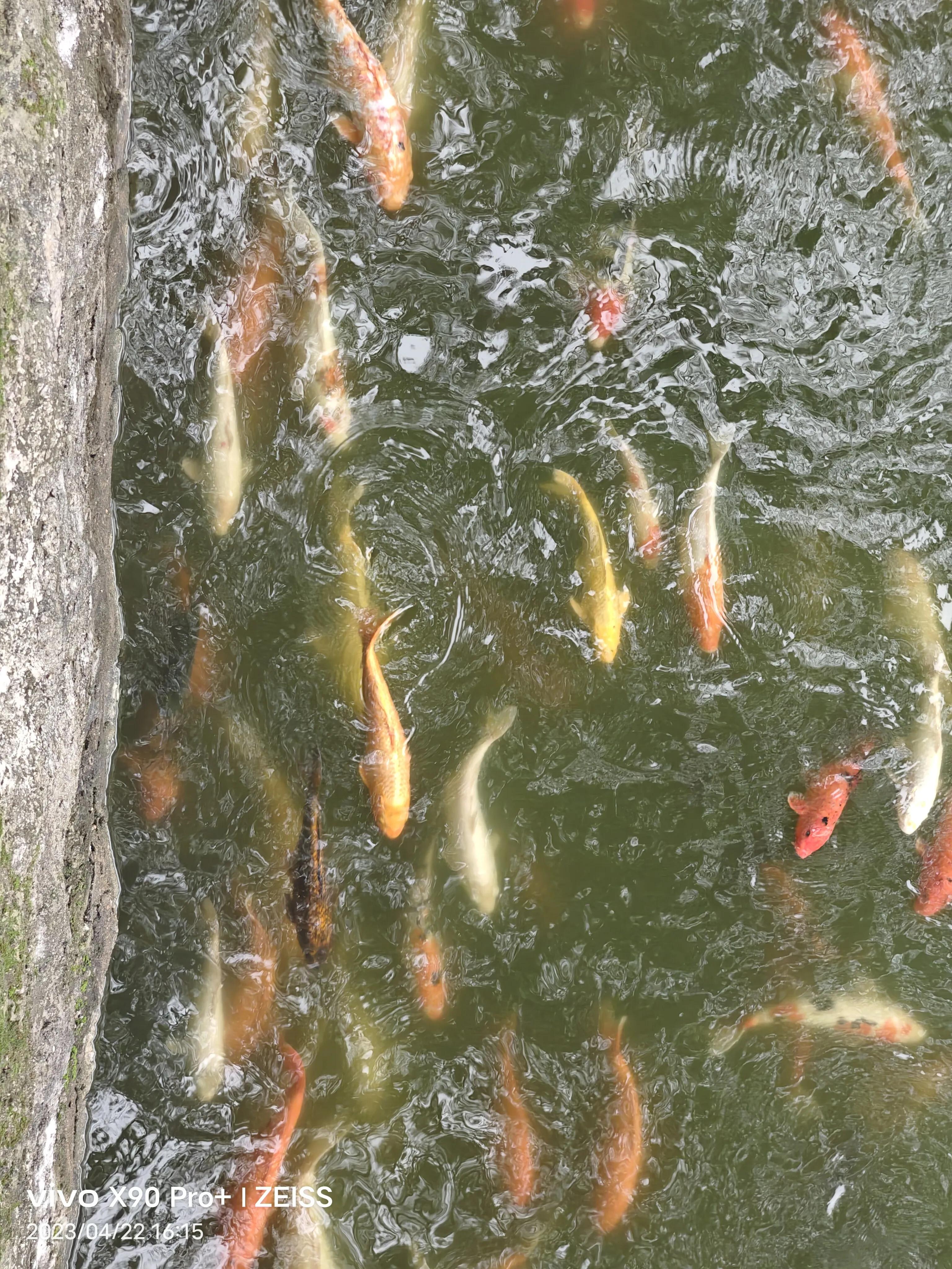 最近比较流行的网络语,目前最流行网络语