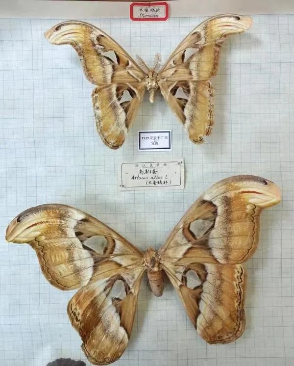 浙大博物馆十大镇馆之宝,浙大考古与艺术博物馆