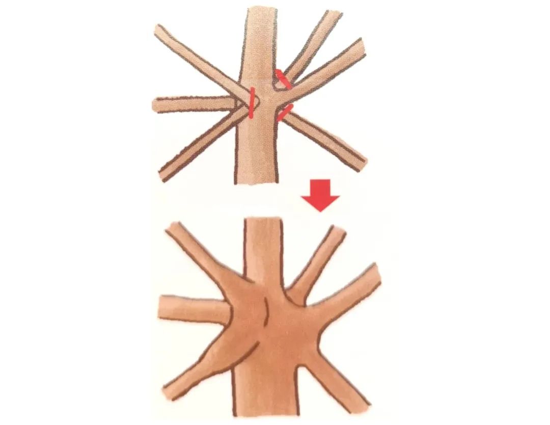 榆树盆景鸡爪枝修剪,映山红盆景花后怎样修剪枝