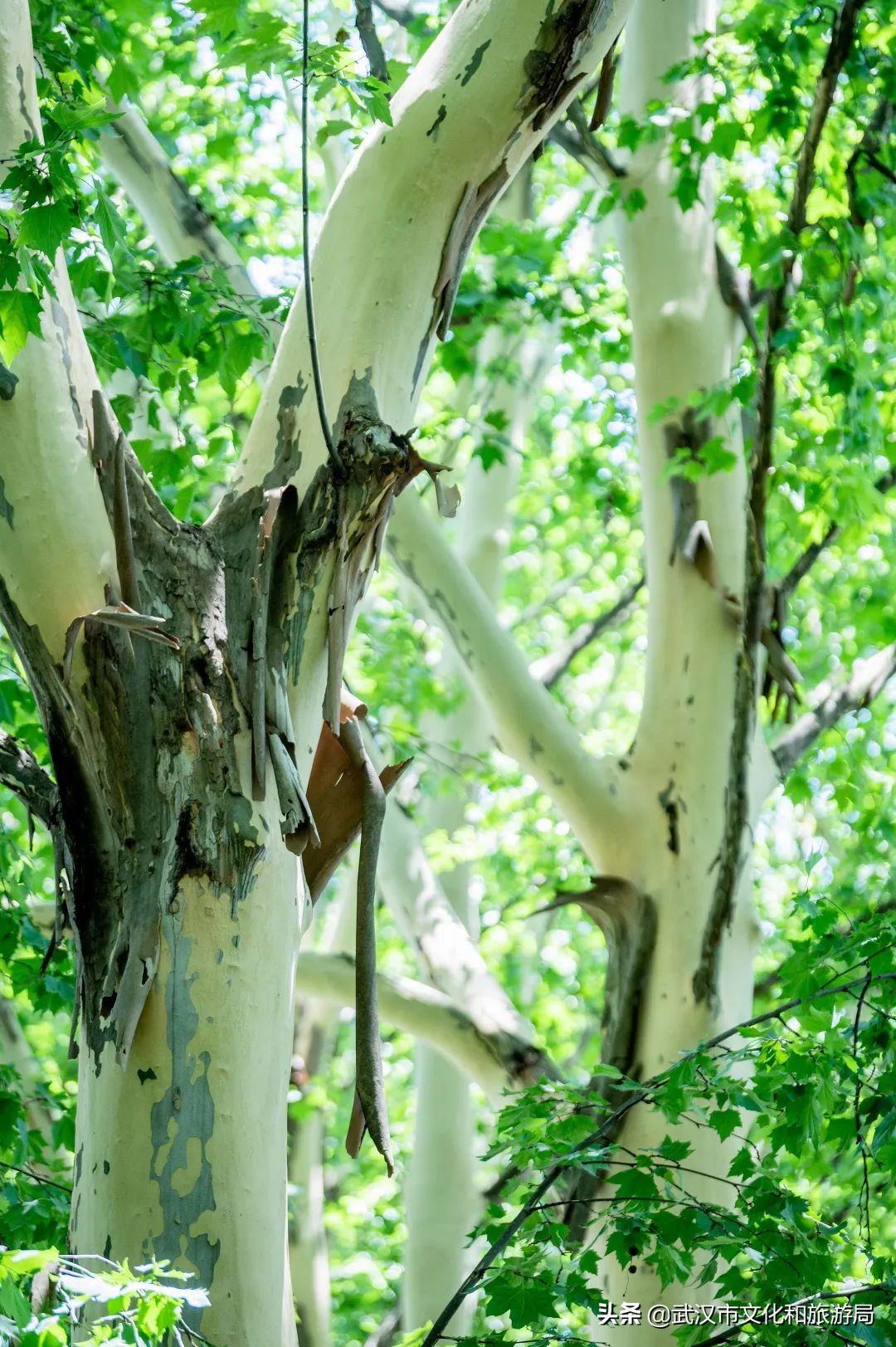 毛孩子变装,毛孩子穿上新衣服了