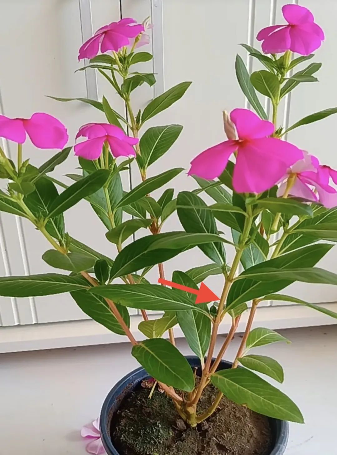 一年四季都可以开花的爆花机器,最好养的开花机器